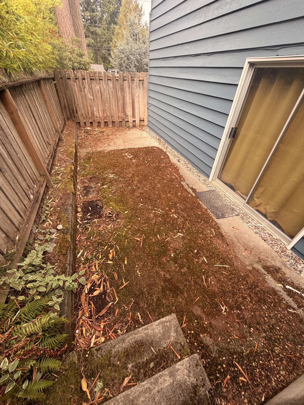 Back path buried under moss and needles before washing